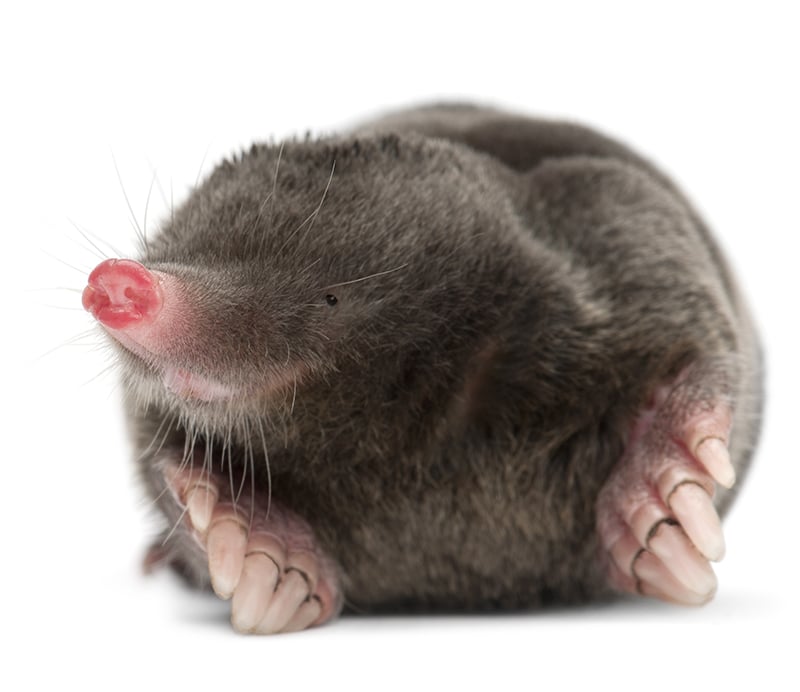 Allontanamento talpe